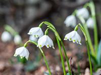 Märzenbecher Gruppe